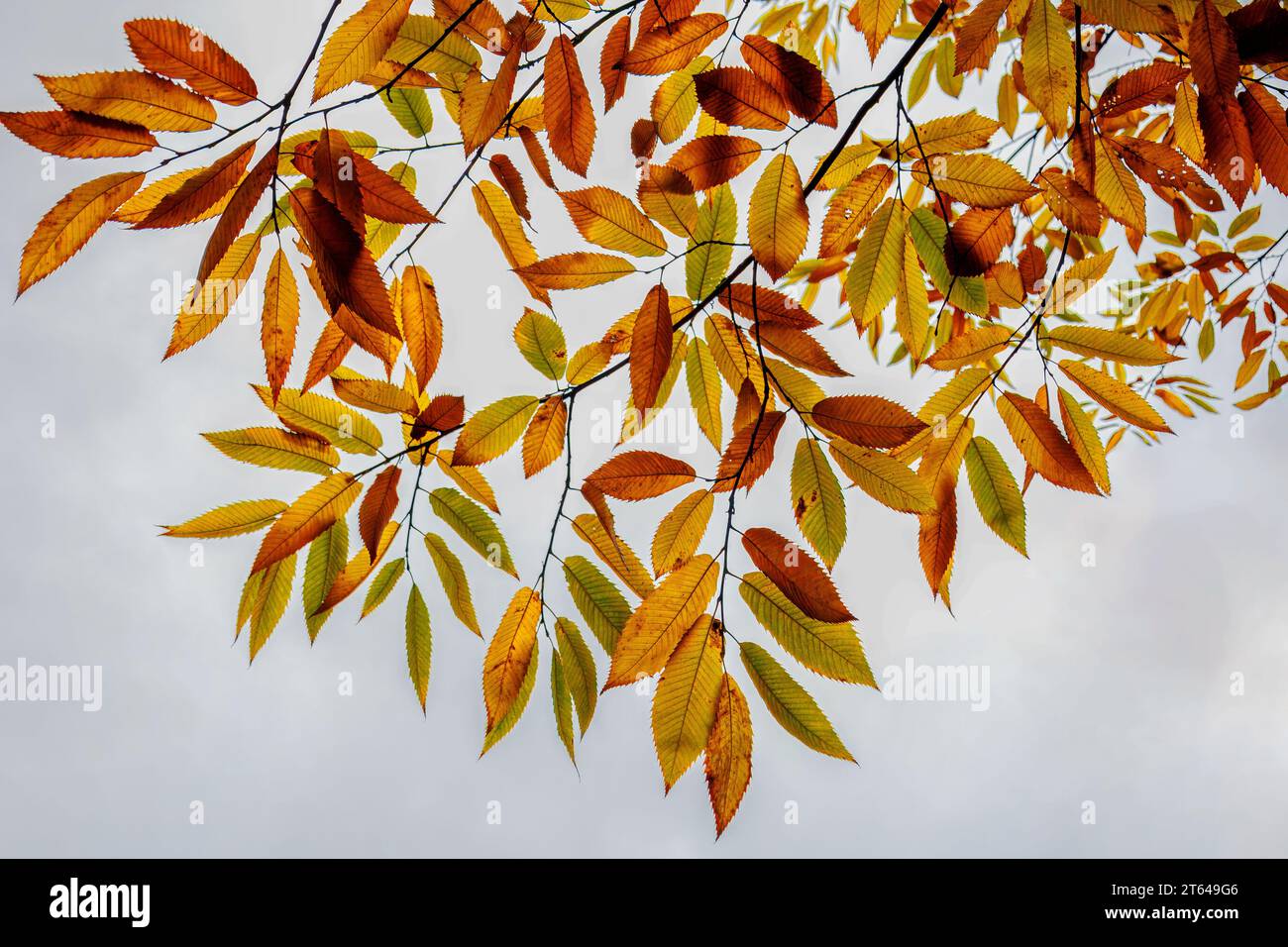 Die farbigen Blätter in gelb, orange, rot der süßen Kastanie vor dem hellen Himmel im Herbst, kurz bevor die Blätter von den Bäumen fallen Stockfoto