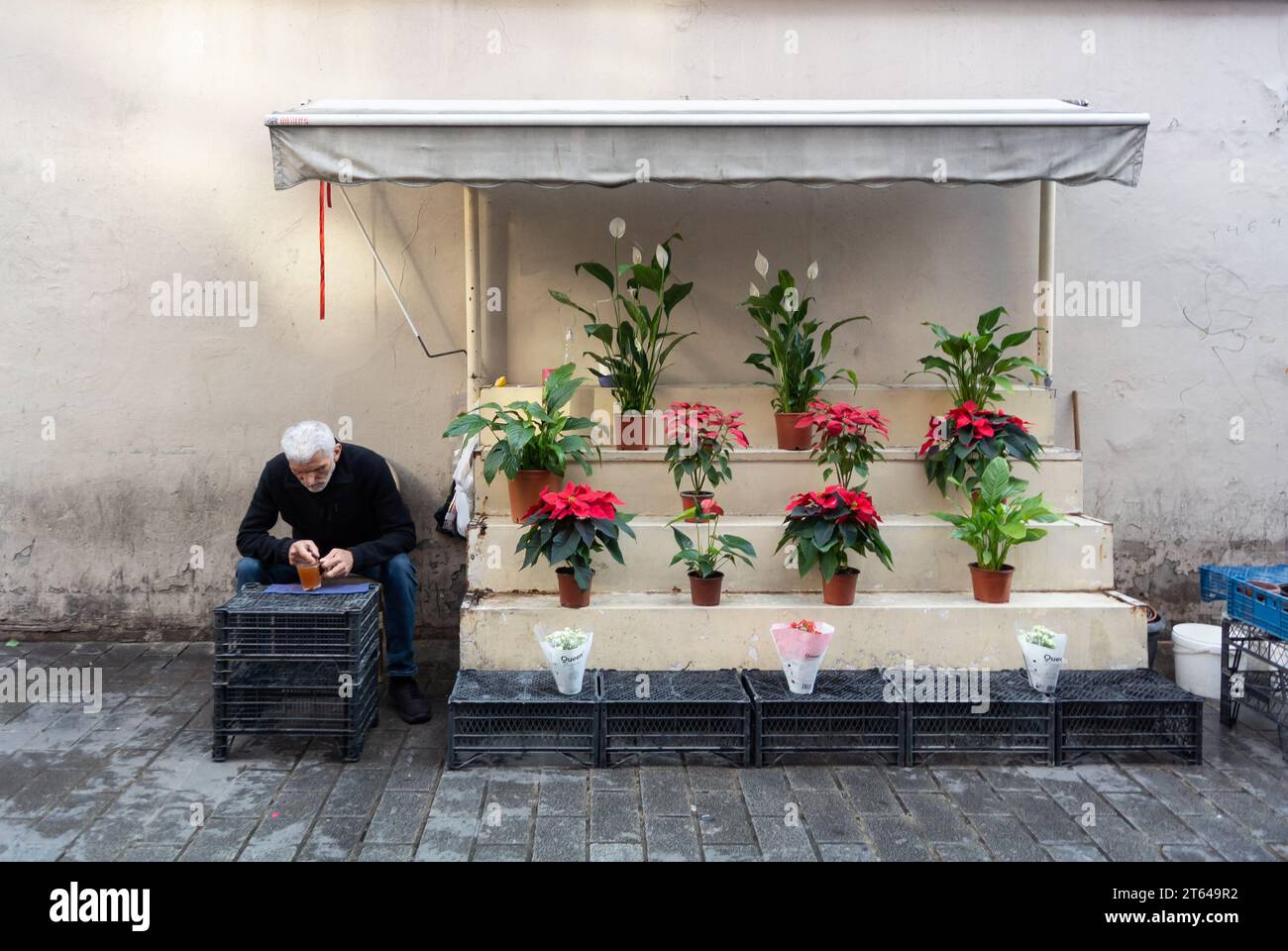 Istanbul, Türkei, Senior Mann, der Poinsettia auf der Straße verkauft. Nur redaktionell. Stockfoto