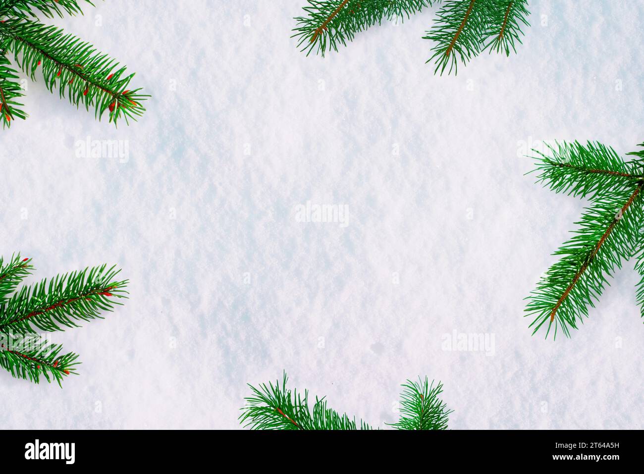 Schnee bedeckt mit Weihnachtsbaumzweigen und freier Platz dazwischen für Kopien oder Produktwerbung. Festliche Winterkulisse Stockfoto