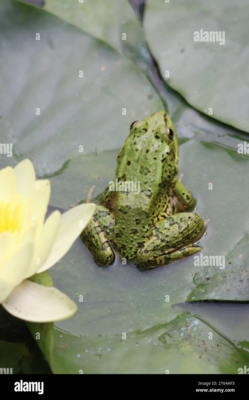 Der Speisefrosch in einem Oasengarten in Marrakesch Stockfoto