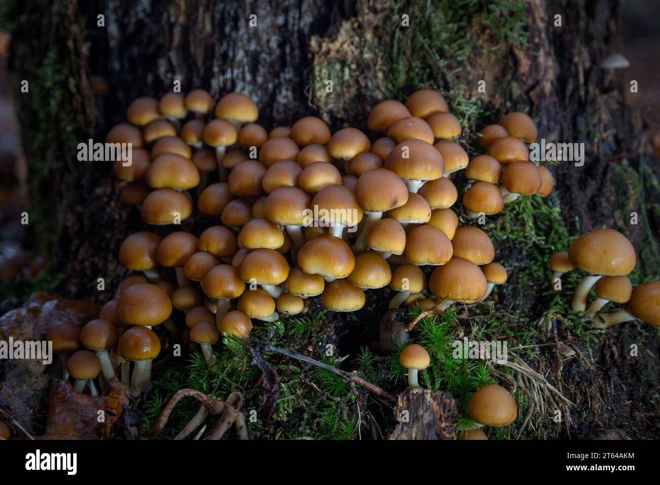 Schwefel Büschel von Pilzen im Wald im Herbst in den Niederlanden, Provinz Drenthe in der Nähe Ruinen Stockfoto