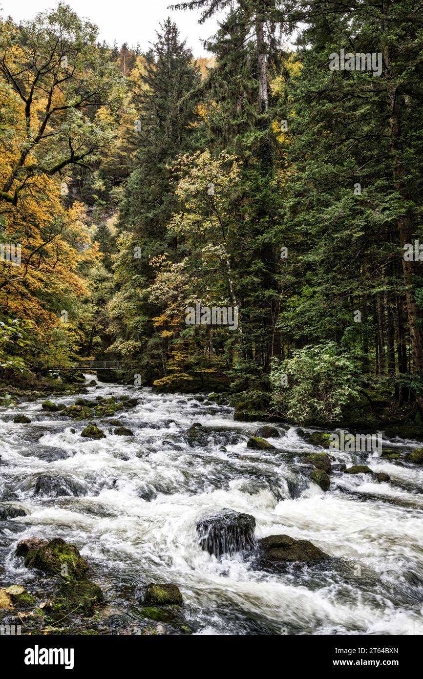 Wald in Vallorbe, Schweiz, Europa Stockfoto