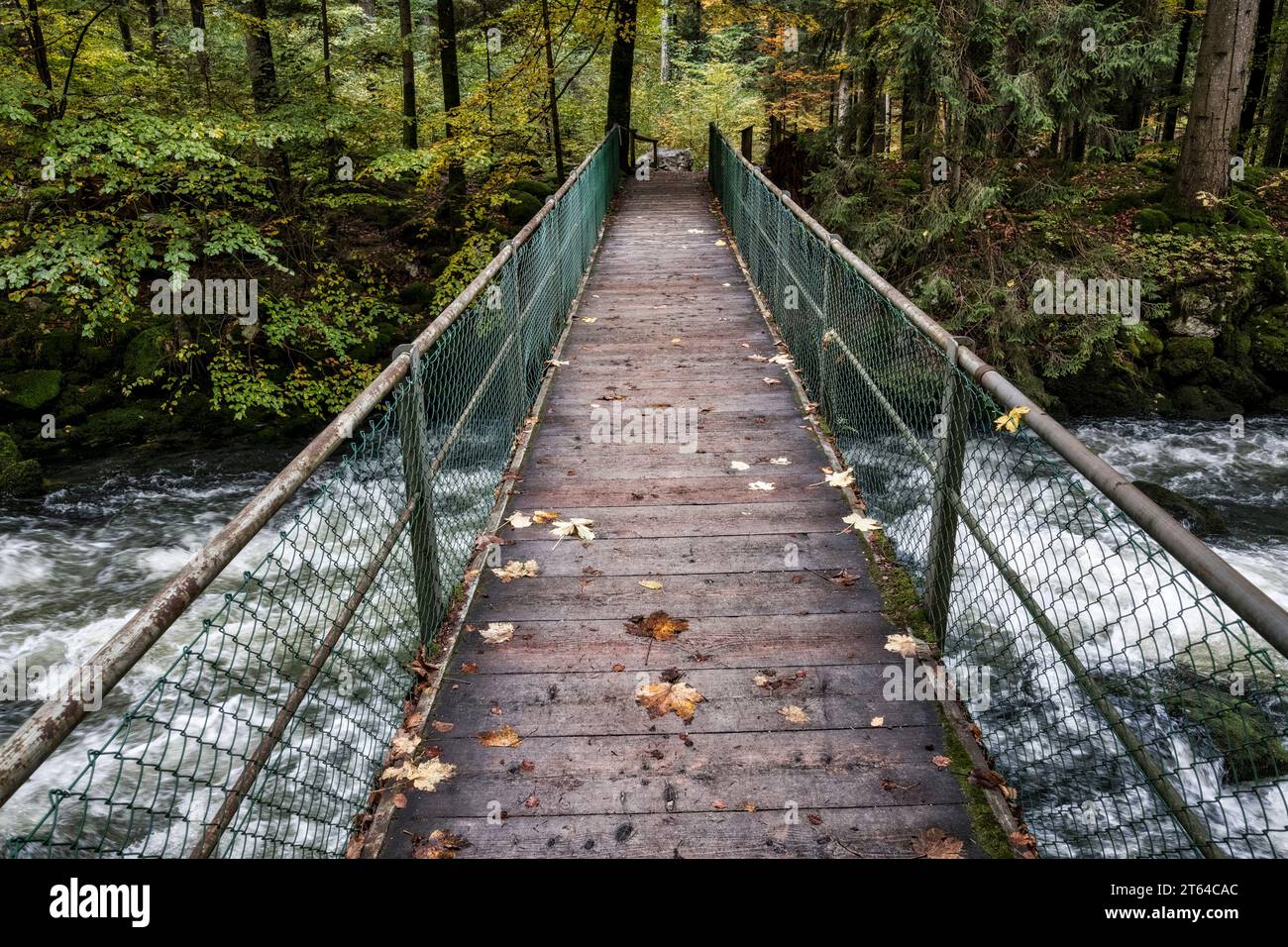 Wald in Vallorbe, Schweiz, Europa Stockfoto