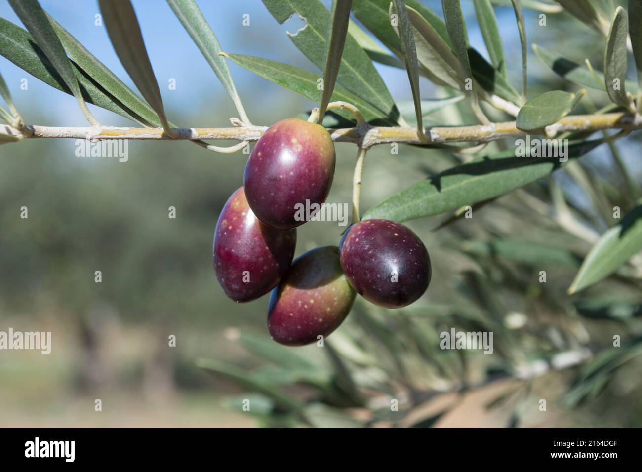 Aceitunas Picual fuente de aceite de oliva virgen extra Stockfoto