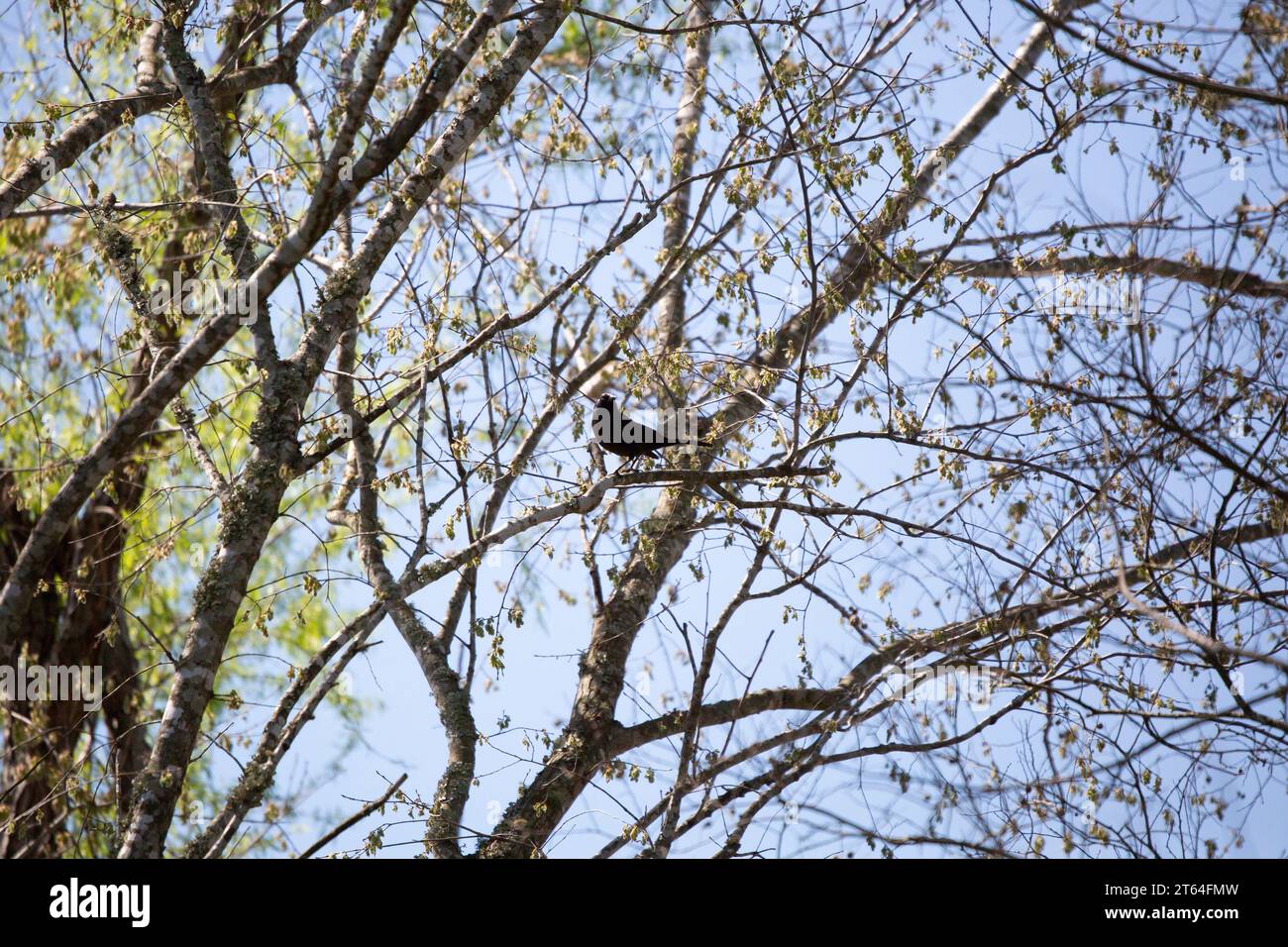 Gemeiner Grackle (Quiscalus quiscula), der in einem Baum thront Stockfoto