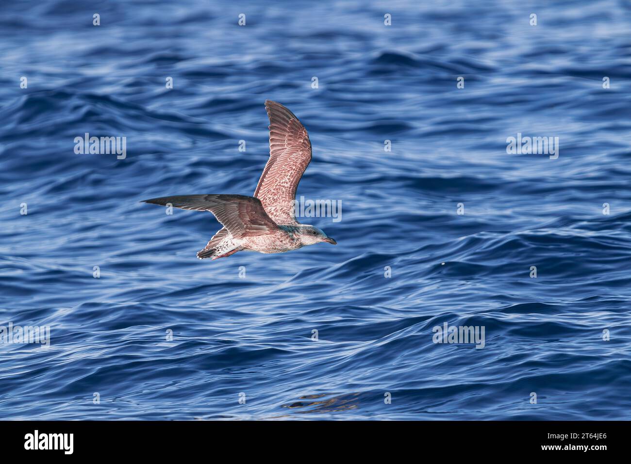 Junge junge Gelbbeinmöwe (Larus michahellis), die über den blauen Atlantik fliegt Stockfoto