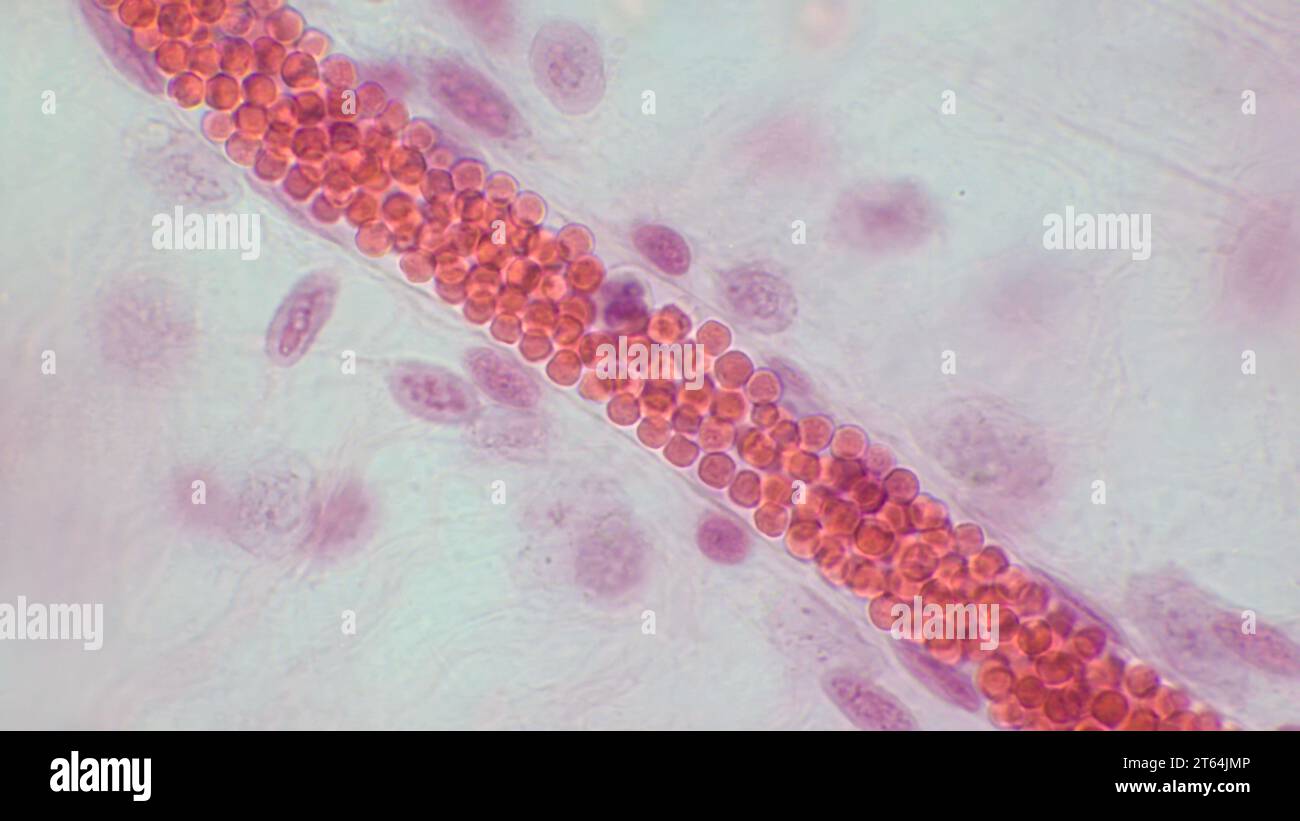 Kapillarmikrozirkulation. Blutgefäß mit roten Blutkörperchen, Lichtmikrograph. Hämatoxylin-endEosin-Färbung. Stockfoto