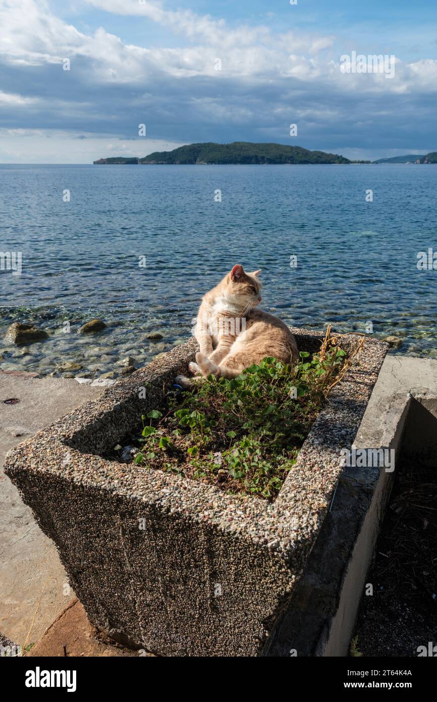 Eine Katze, die sich in einem Pflanzgefäß sonnt, mit Blick auf die Insel Sveti Nikola, Budva, Montenegro Stockfoto
