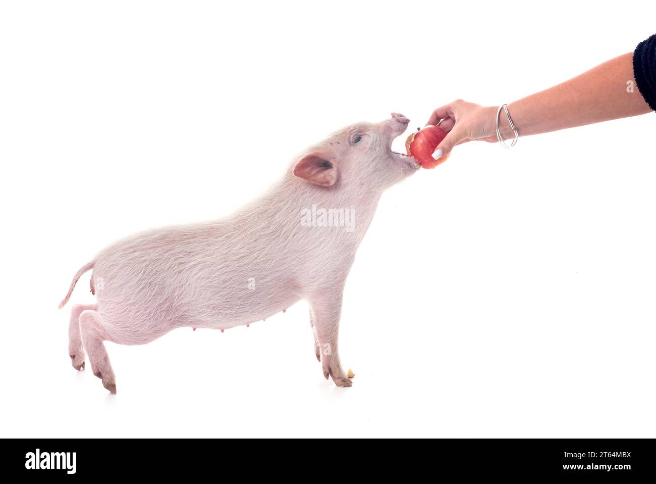 Rosafarbenes Miniaturschwein vor weißem Hintergrund Stockfoto