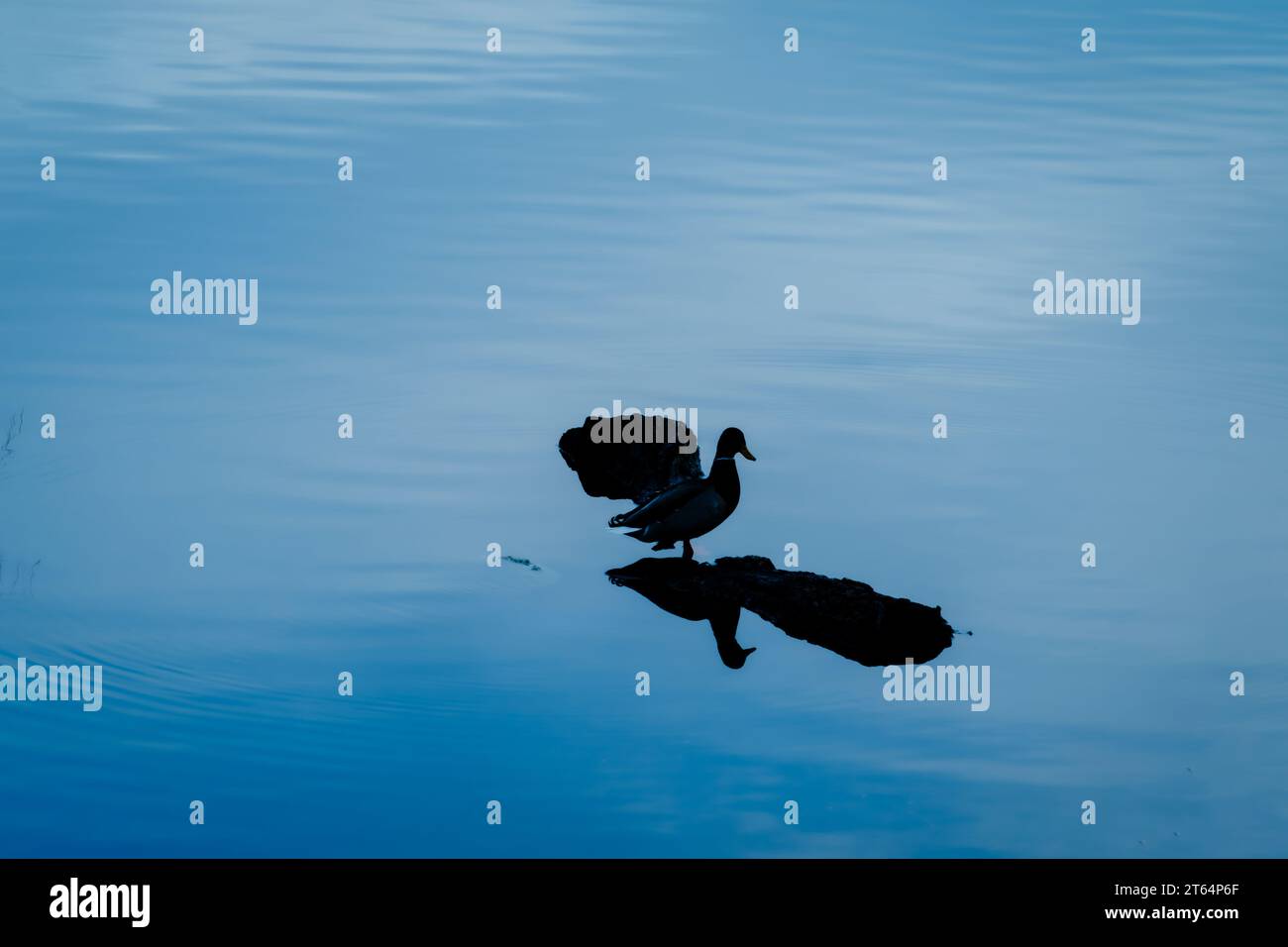 Enten auf einem See Sonnenuntergang Stockfoto