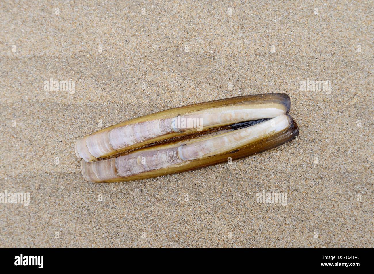 Atlantische Jackmessermuschel (Ensis directus), Muschelmuschel am Strand, Südholland, Niederlande Stockfoto