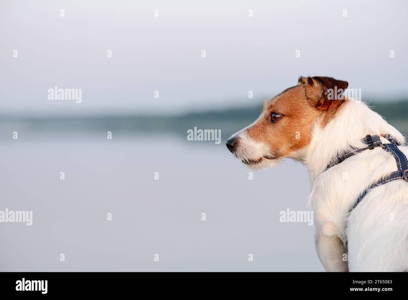 Wunderschöner Pastellhintergrund mit Hund, der während Sonnenuntergang am Strand spaziert und auf Wasser und Himmel blickt Stockfoto