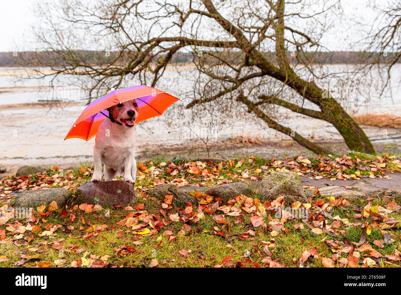 Der Hund, der in den Himmel geht, fällt unter einen kleinen Schirm auf den Kopf. Herbstsaison Regenwetter-Konzept Stockfoto