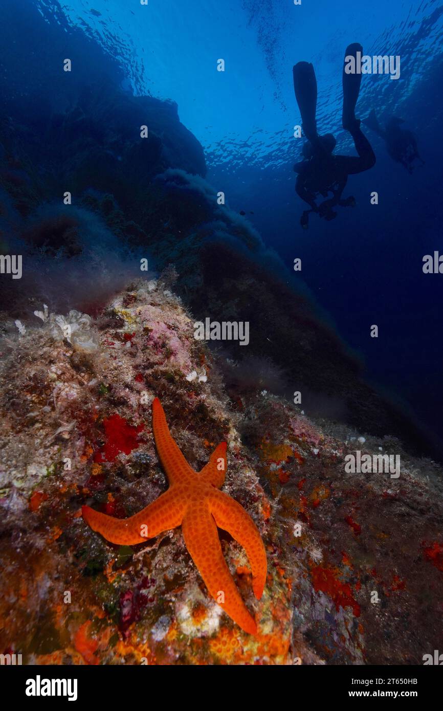 Orangefarbener Seestern (Hacelia attenuata) im Mittelmeer bei Hyeres, Taucher im Hintergrund. Tauchplatz Meeresschutzgebiet Port Cros, Cote Stockfoto