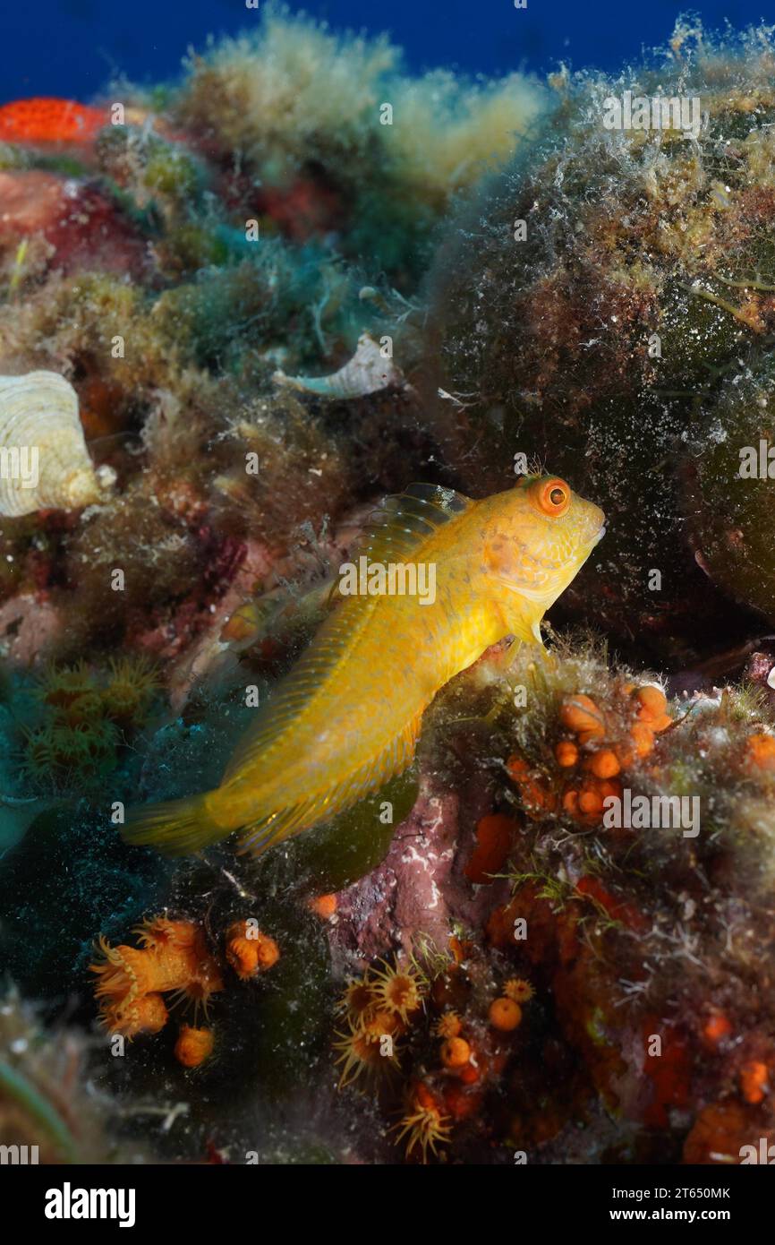 Variable Blenny (Parablennius pilicornis) im Mittelmeer bei Hyeres. Tauchplatz Giens Peninsula, Cote dAzur, Frankreich Stockfoto