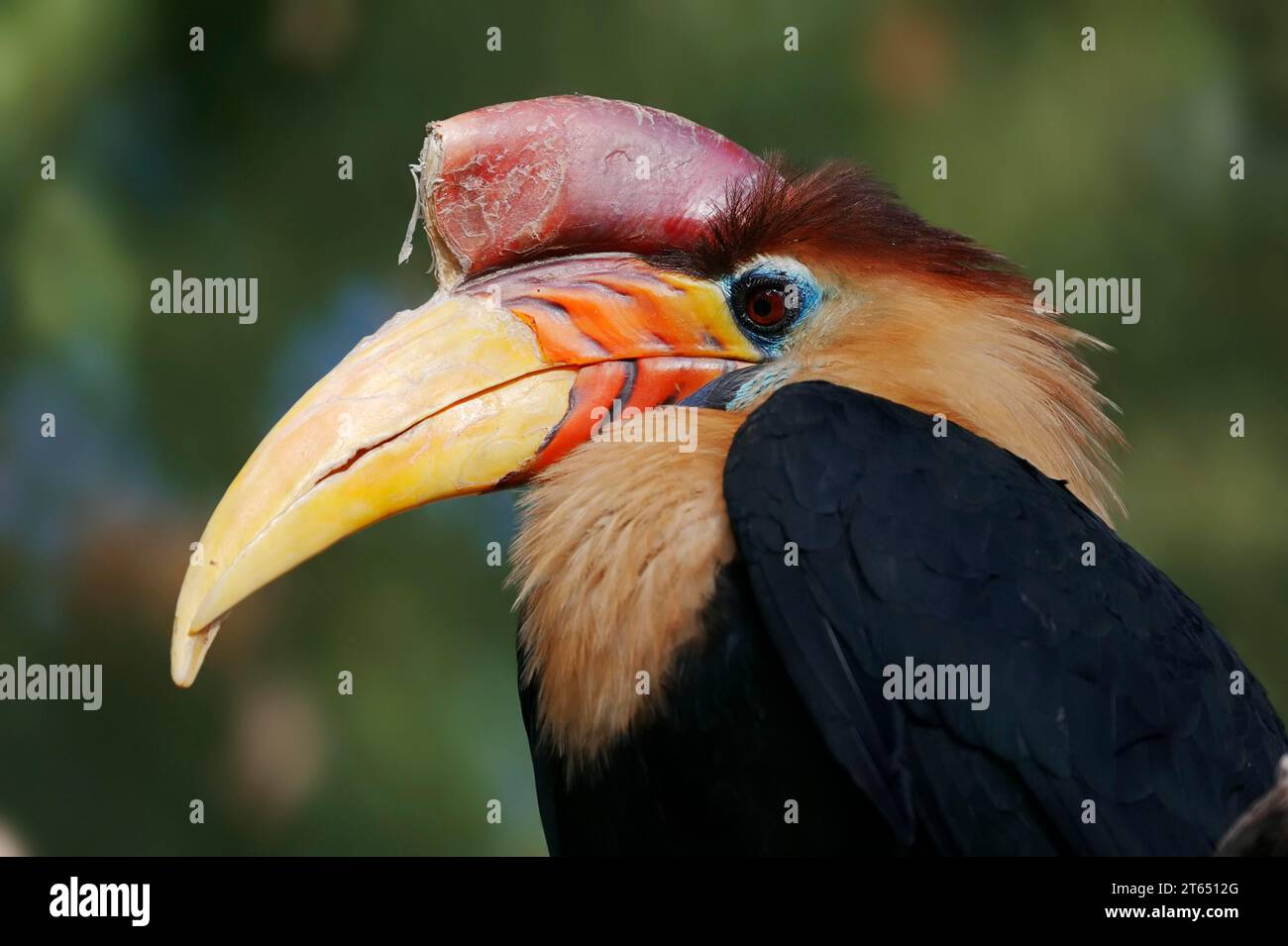 Helmschnabel (Rhyticeros cassidix), männlich, in Gefangenschaft, Vorkommen in Asien Stockfoto