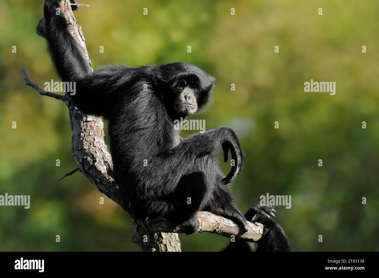 Siamang (Symphalangus syndactylus), in Gefangenschaft auf der malaiischen Halbinsel, Malaysia Stockfoto