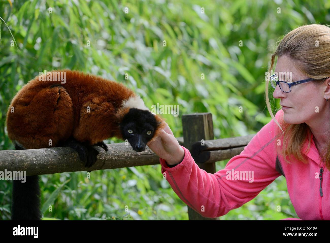 Rote geraffte Lemur (Varecia rubra) wird von einer Frau streichelt, Frankreich, Malaysia Stockfoto