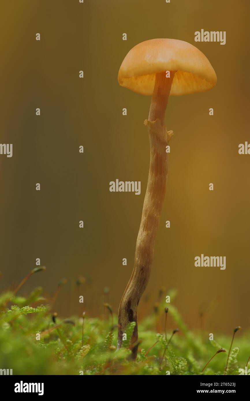 Nadelholzhaubenpilz (Galerina marginata) in Moos, Natur, eingegrenzter Haubenpilz, giftiger Haubenpilz, giftiger Pilz, Nadelbäume Stockfoto