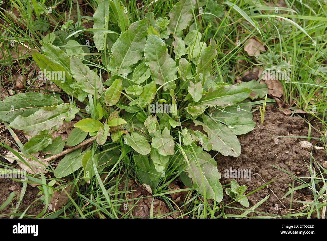 Natürliche Nahaufnahme eines frisch aufstrebenden Gartensauerkörpers, oder saures Dock, Rumex acetosa, ein wildes Gemüse Stockfoto