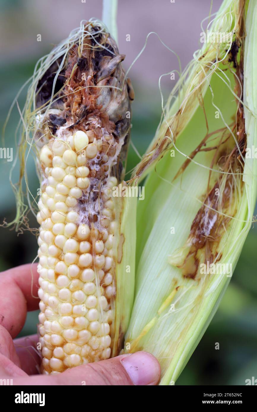 Mais schmiert. Ustilago maydis Krankheit. Maiskolben, der mit Maisschmettern infiziert ist, Maiskrankheiten verringern den Ertrag in der Landwirtschaft Stockfoto