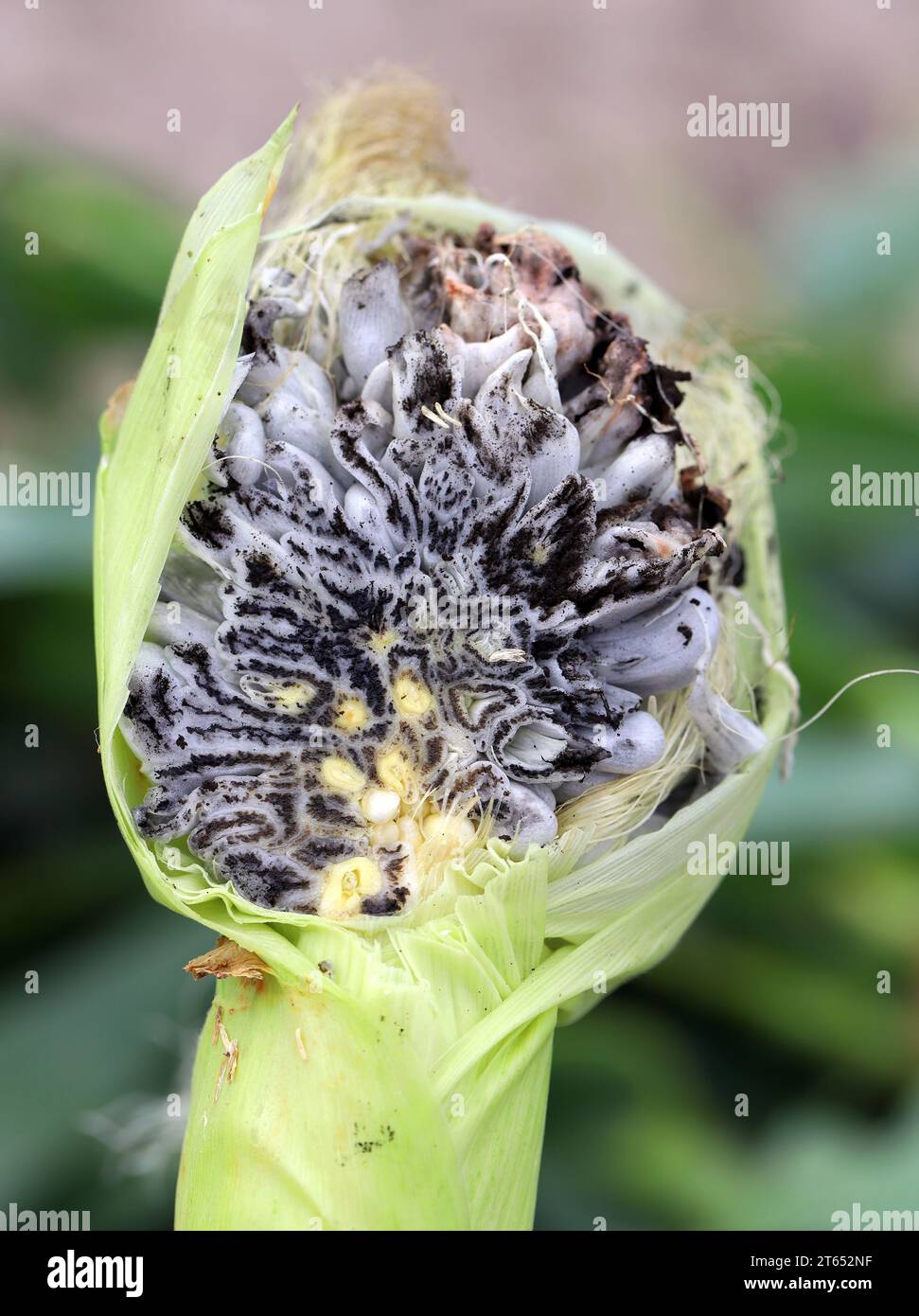 Maisschimmel (Ustilago maydis) ist ein Pilzparasit von Mais. Ist ein essbarer Pilz, der in Mexiko als Huitlacoche bekannt ist. Querschnitt durch eine. Stockfoto