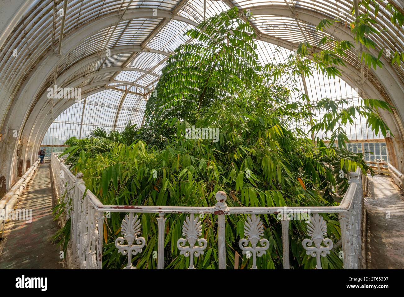 Tropischer Regenwald, Palm House, ältestes viktorianisches Gewächshaus der Welt, Royal Botanic Gardens, Kew, London, England, Großbritannien Stockfoto