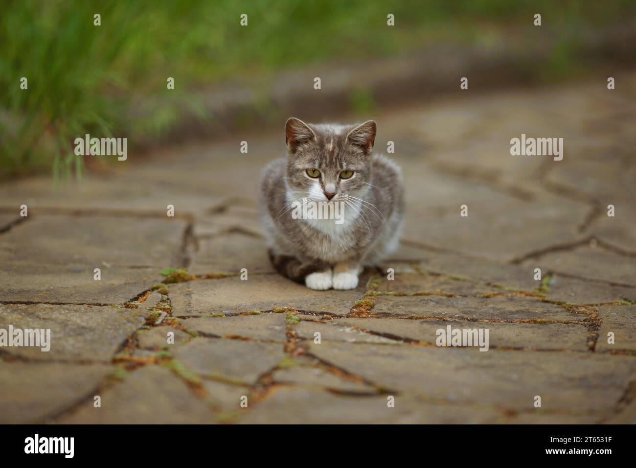 Einsame Katze, die auf der Straße sitzt. Stockfoto