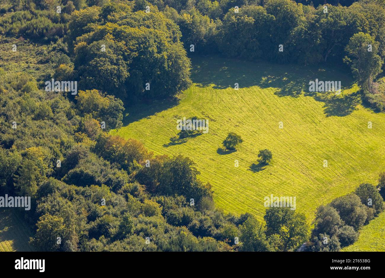 Aus der Vogelperspektive, drei Bäume auf einer Wiese, Formen und Farben, Volkringhausen, Balve, Sauerland, Nordrhein-Westfalen, Deutschland, Preis, Baum auf Weide, Gro Stockfoto
