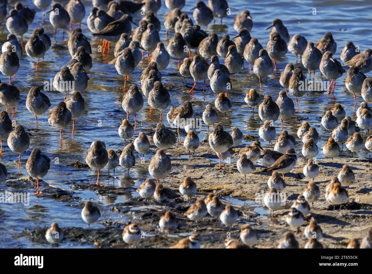 Watvögel/Watvögel wie Dünen und Rotschnecken ruhen sich bei Flut an der Nordseeküste im Herbst/Herbst am Strand aus Stockfoto
