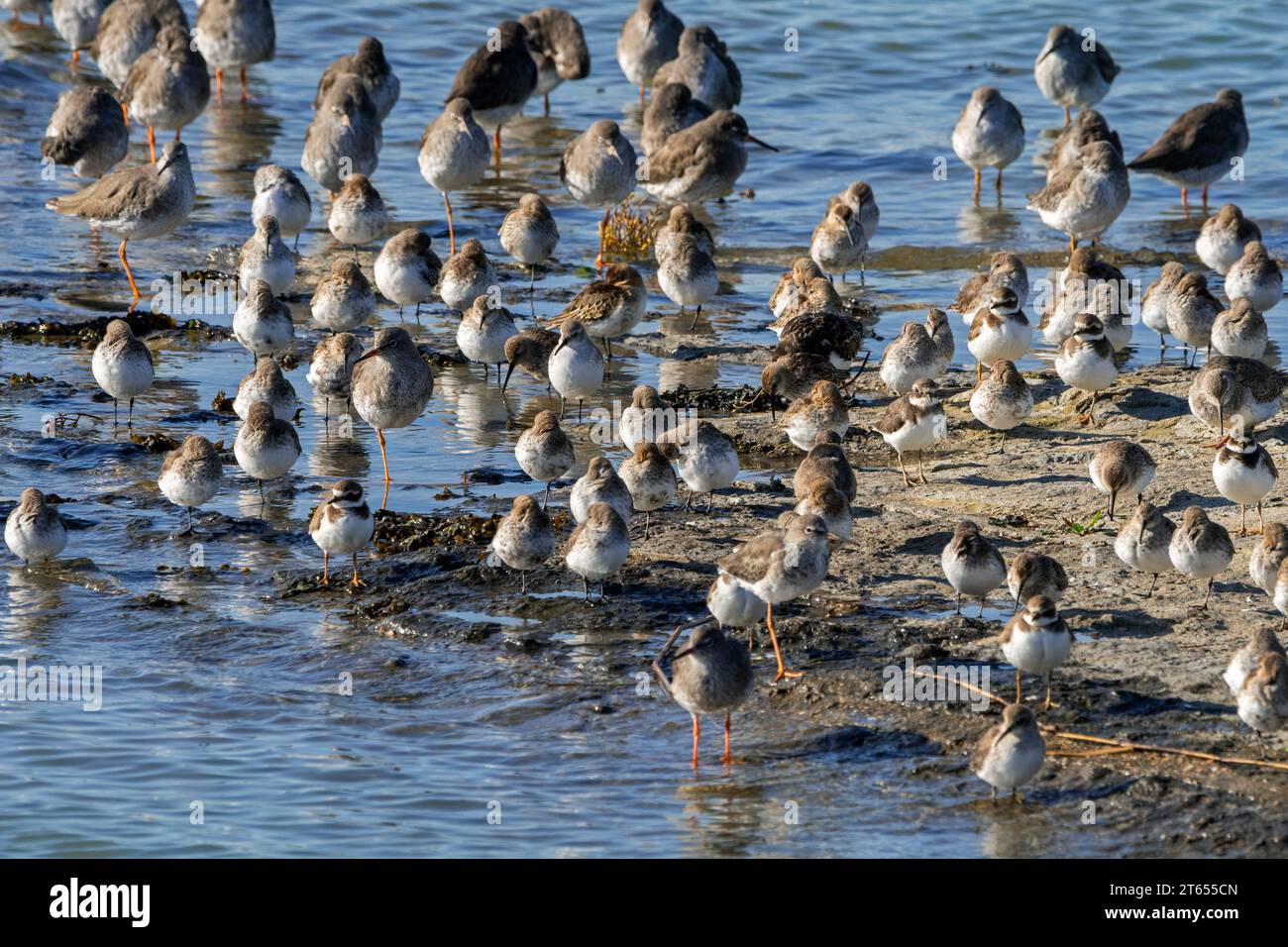Watvögel/Watvögel wie Dünen, Ringpfeifer und Rotschnecken ruhen sich im Herbst/Herbst bei Flut entlang der Nordseeküste am Strand aus Stockfoto