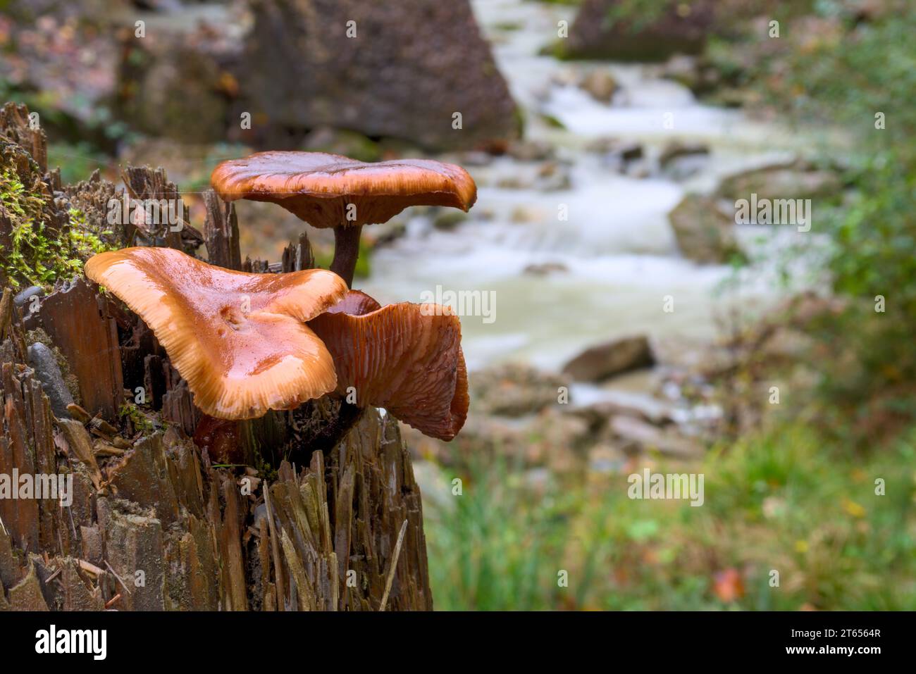 Pilze auf Holz. Baumpilz an einem regnerischen Tag. Stockfoto