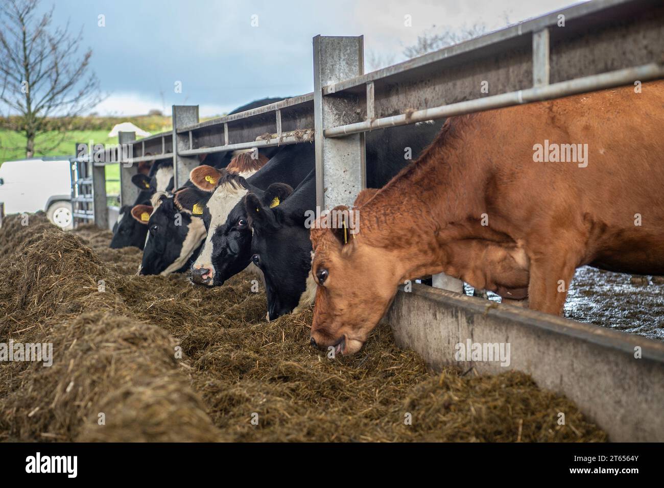 Kühe, die Silage essen Stockfoto