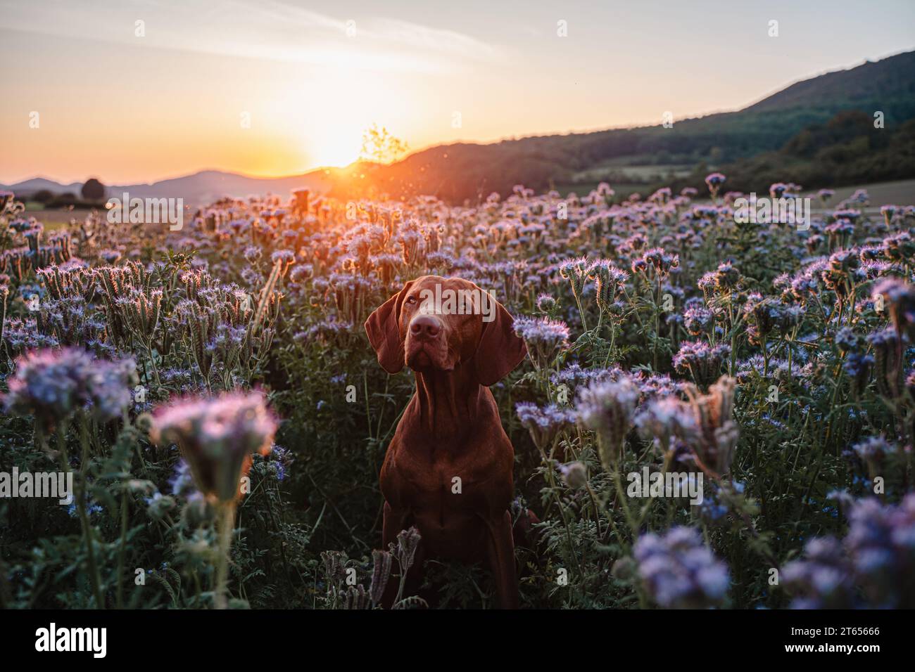Romantisches Porträt eines magyar vizsla Hundes in einer wunderschönen Landschaft mit blühenden Blumen bei Sonnenuntergang Stockfoto