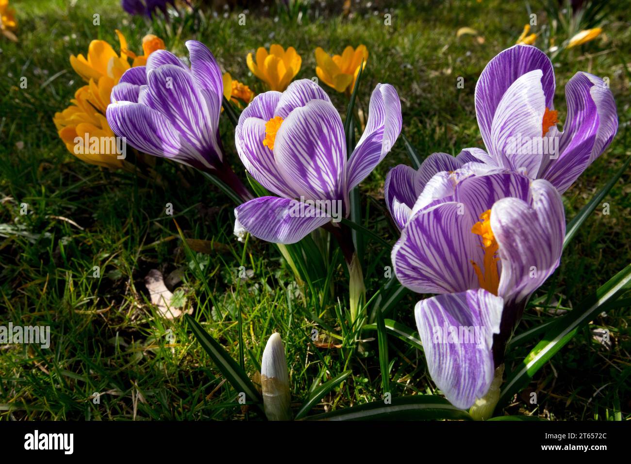 Frühlingskrokusse im Garten Rasen Frühlingsblumen Garten Dutch Crocus Stockfoto
