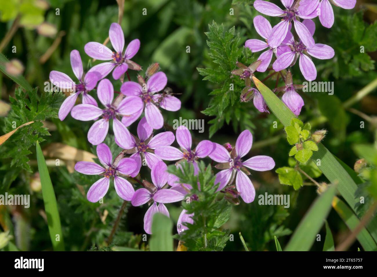 Rotstiele Filaree Erodium cicutarium Blume, Unkraut, Rasen Stockfoto