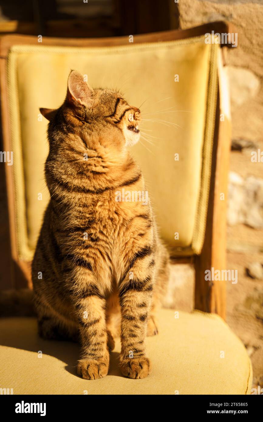 Obdachlose Tiere suchen Unterschlupf. Überlebende Katze, die auf dem Stuhl sitzt. Streunende, verlassene Kreatur auf der Straße des Dorfes, der Altstadt. Traurige, einsame, hilflose Haustiere Katzen Stockfoto