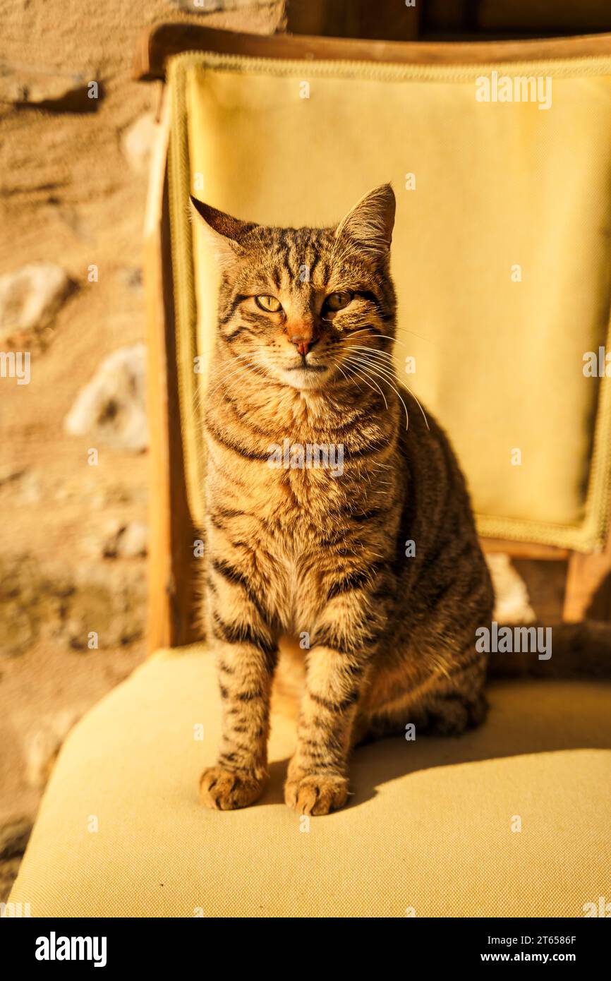 Obdachlose Tiere suchen Unterschlupf. Überlebende Katze, die auf dem Stuhl sitzt. Streunende, verlassene Kreatur auf der Straße des Dorfes, der Altstadt. Traurige, einsame, hilflose Haustiere Katzen Stockfoto