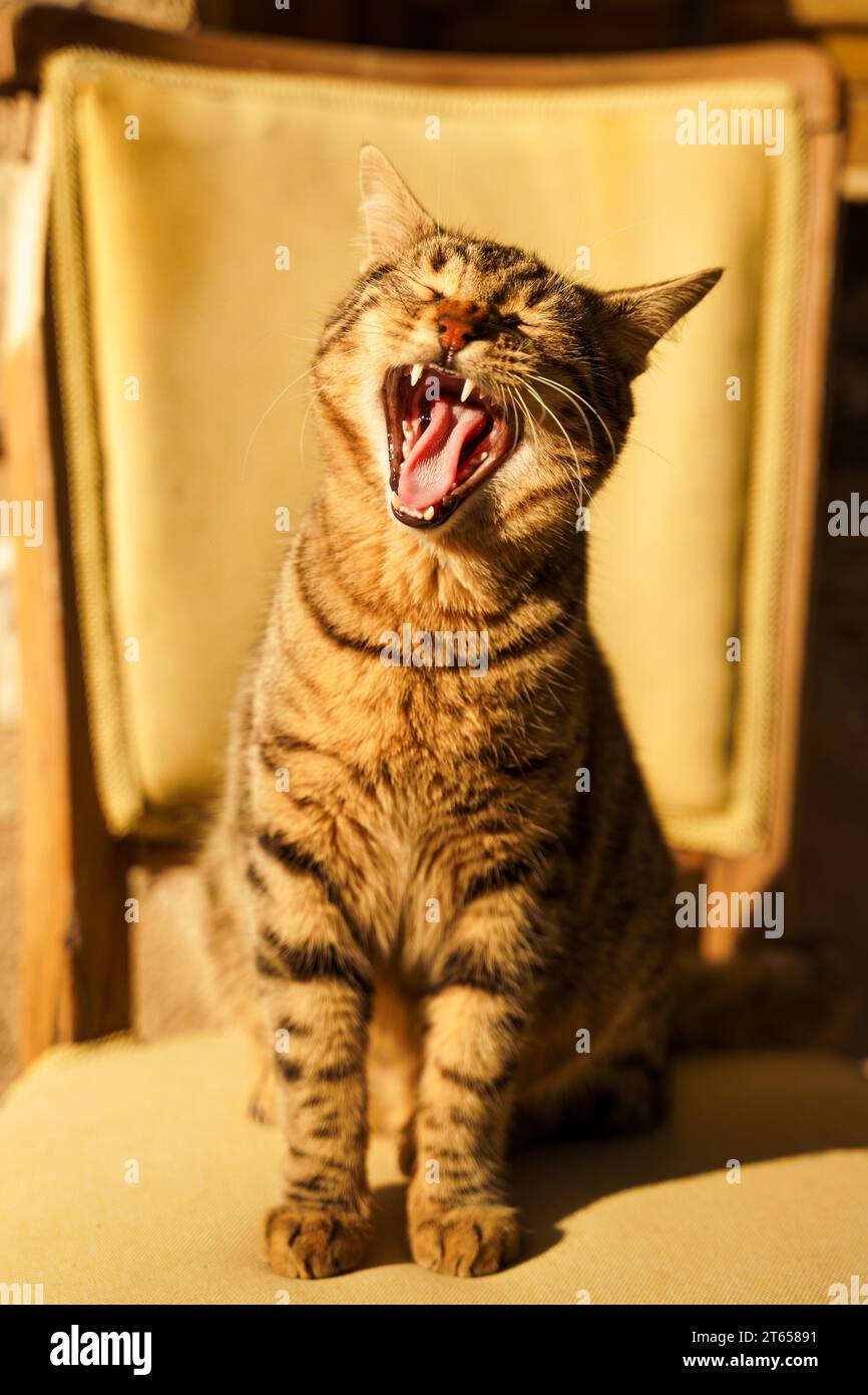 Obdachlose Tiere suchen Unterschlupf. Überlebende Katze, die auf dem Stuhl sitzt. Streunende, verlassene Kreatur auf der Straße des Dorfes, der Altstadt. Traurige, einsame, hilflose Haustiere Katzen Stockfoto