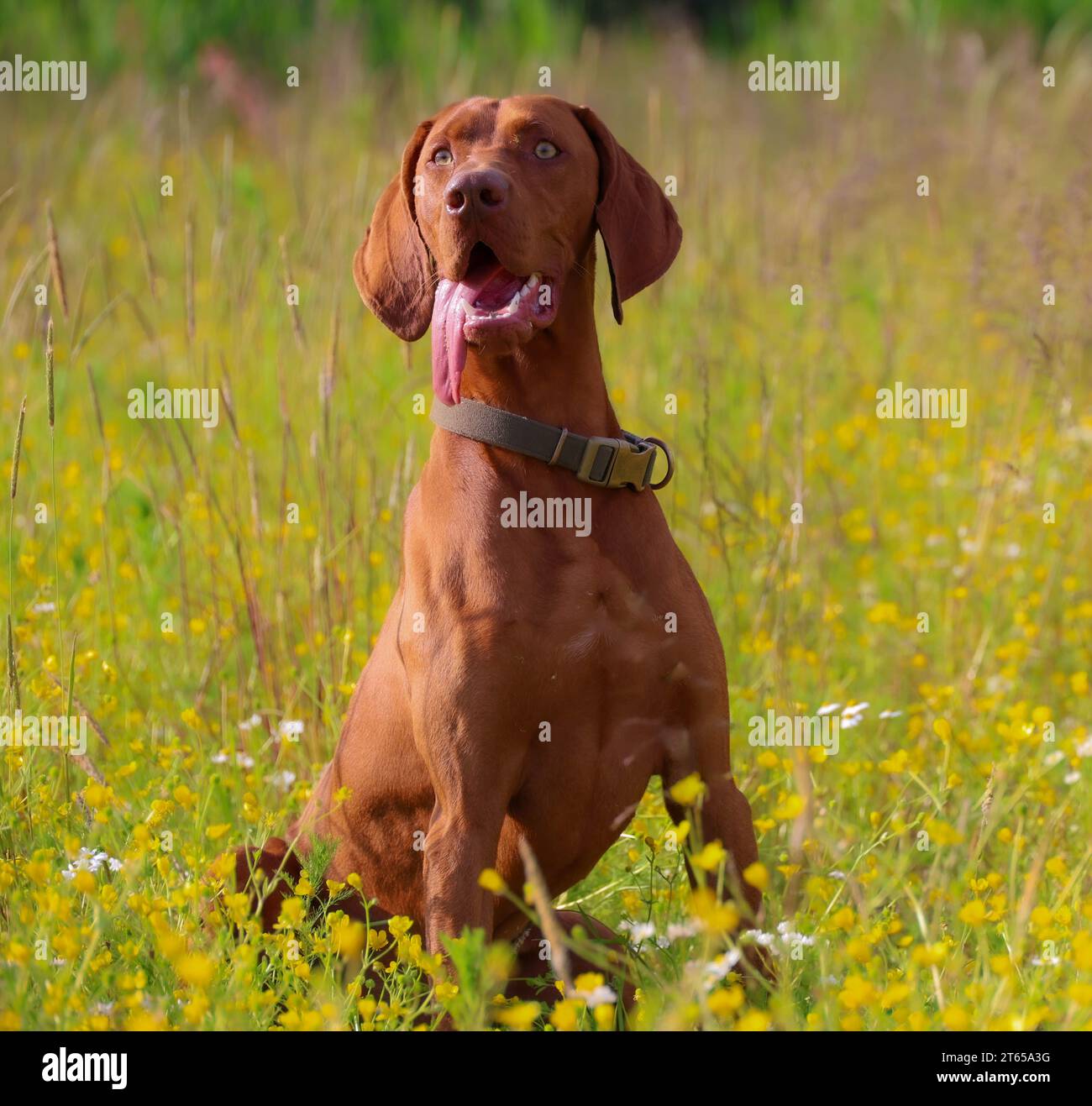 Der Hund sitzt auf dem Grasfeld. Stockfoto