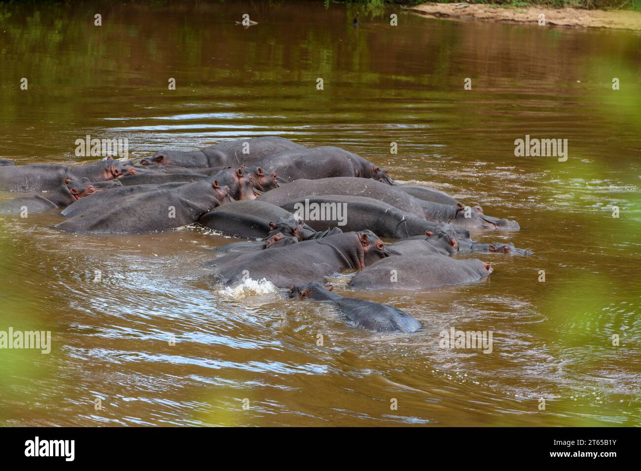 Flusspferde (Hippopotamus amphibius) im Luvuvhu Luvuvhu River, Kruger NP, Südafrika. Stockfoto