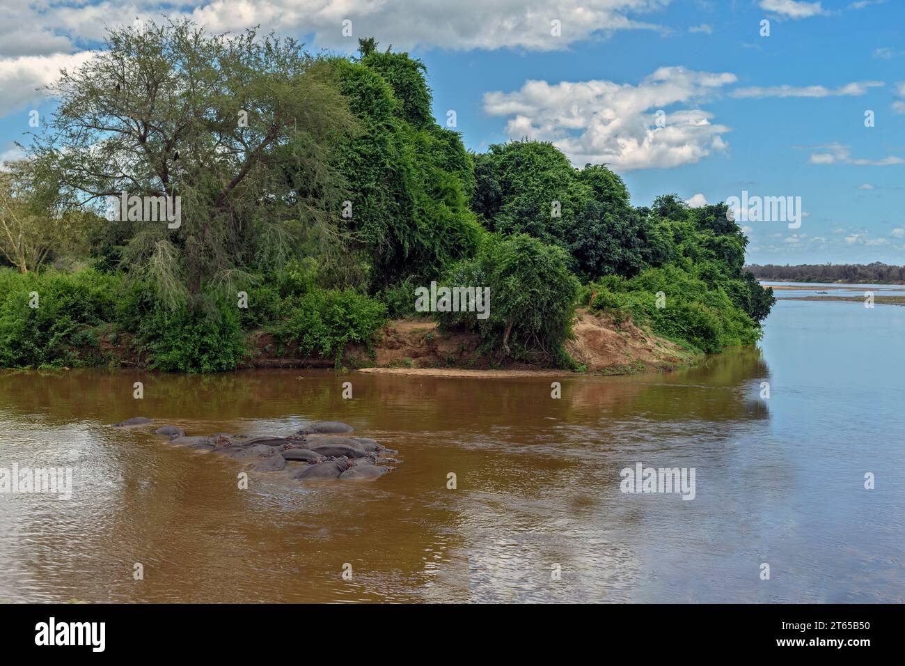 Flusspferde in Crook's Corner, wo der Luvuvhu Luvuvhu River auf den Limpopo River an der Dreiecksgrenze zwischen Südafrika (Kruger NP), Mosambique und Zimb trifft Stockfoto