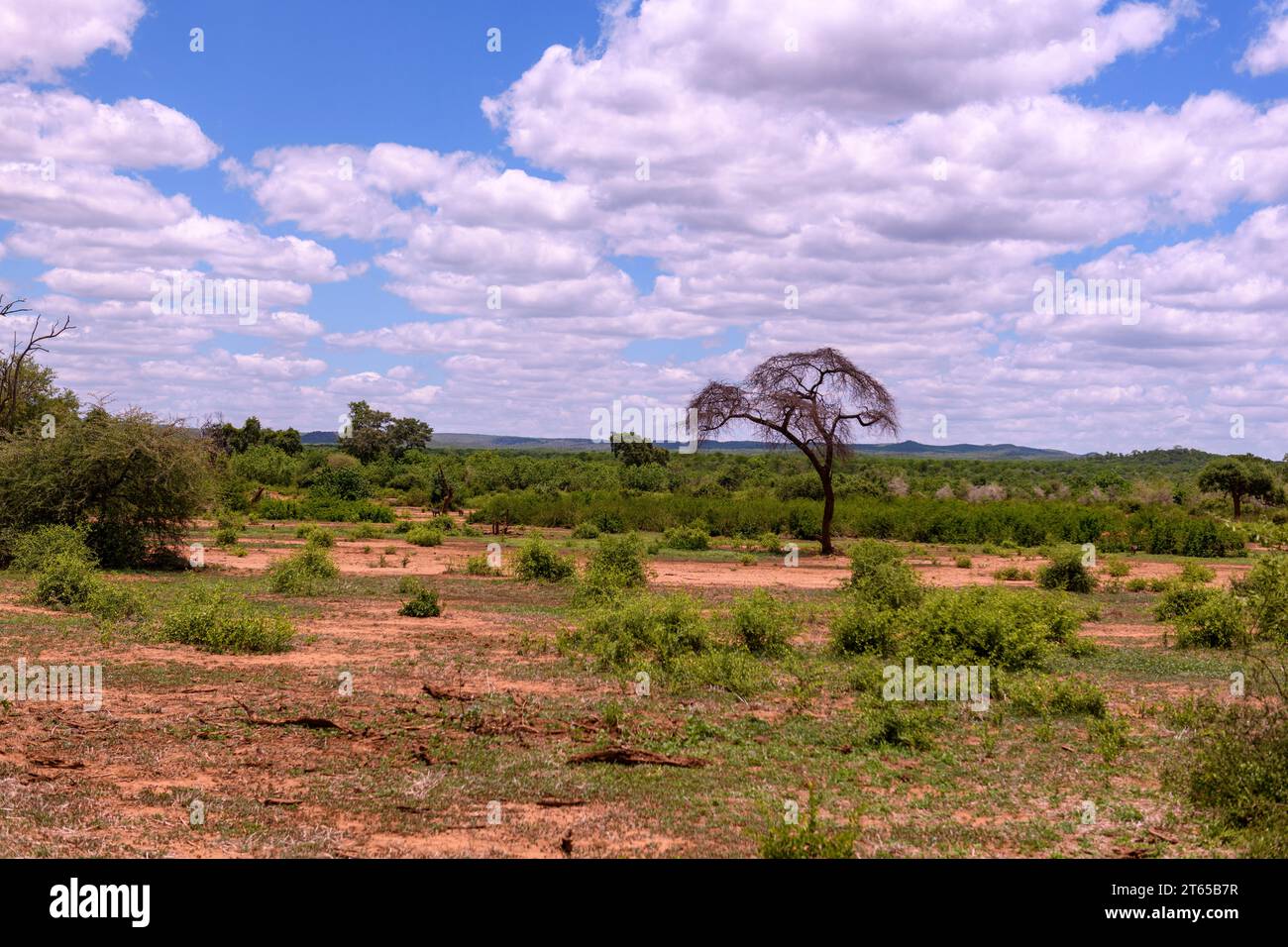 Vegetation und Grasland im Kruger-Nationalpark (Südafrika) in der Gegend von Punda Maria, nicht weit von der Grenze zu Mosambique und Luvuvhu Luvuvhu River Stockfoto