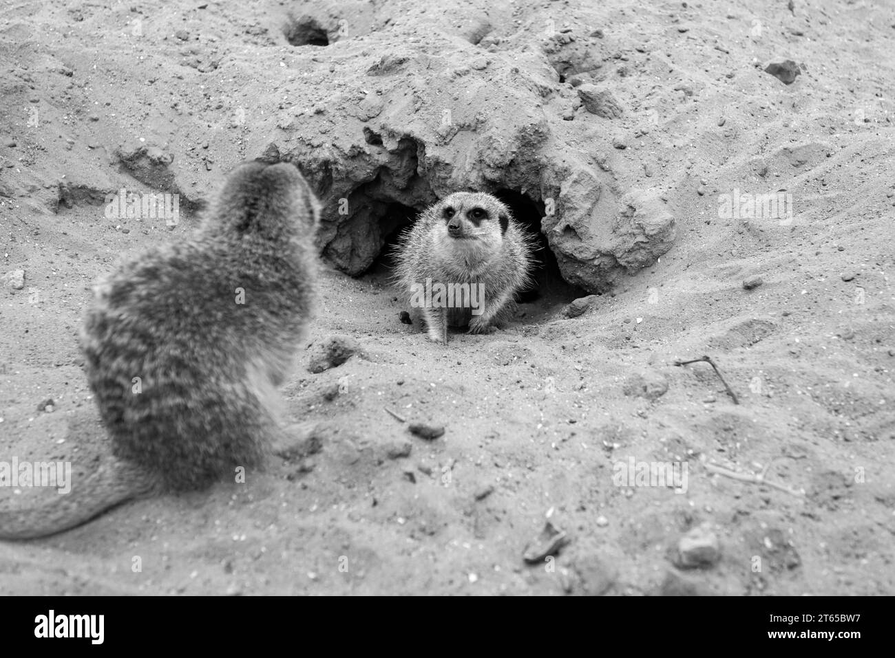 Gopher in Wildtieren im Gras in der Nähe der Löcher. Gopher sitzt an einem sonnigen Sommertag in der Nähe eines Lochs. Wildtiere in ihrem natürlichen Lebensraum. Stockfoto