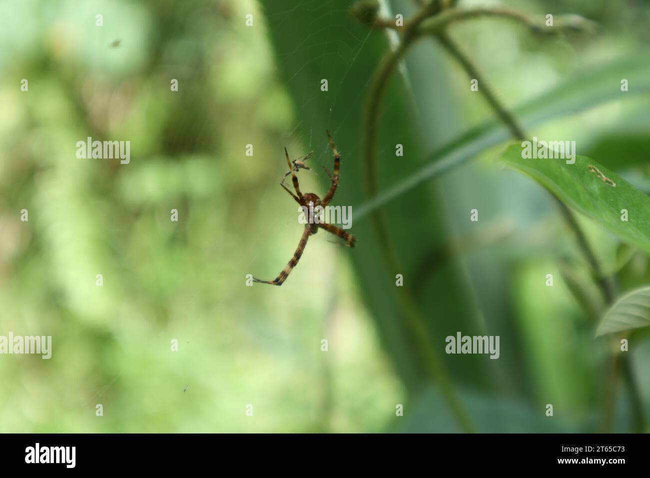 Winkelansicht einer weiblichen St. Andrews Kreuzspinne und ihr männlicher Partner stehen einander auf ihrem Spinnennetz gegenüber Stockfoto