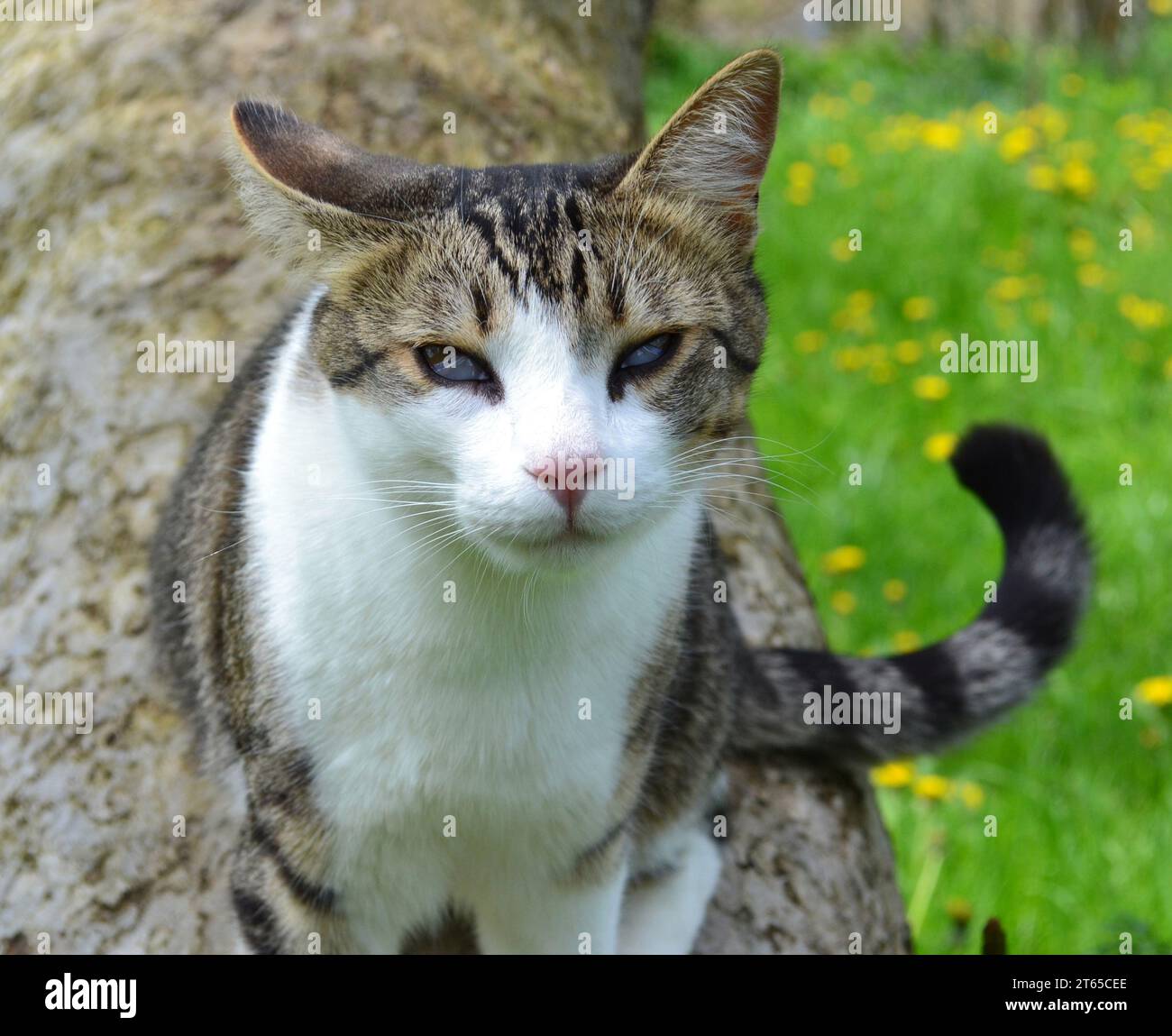 Katze mit dritter Lidkrankheit Stockfoto