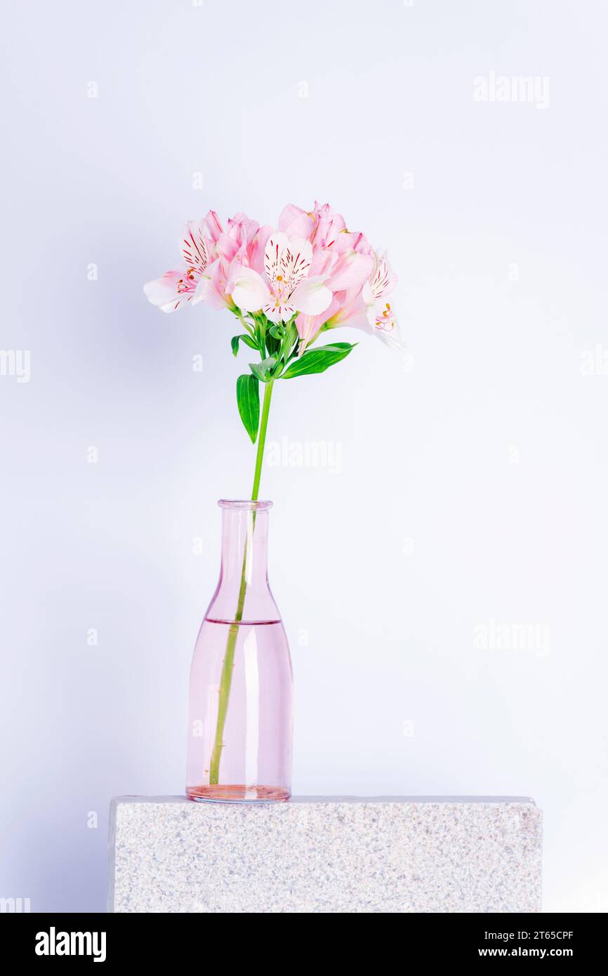 Vase mit rosa Alstroemeria-Blüten auf Steinpodium vor weißer Wand. Stillleben. Stockfoto