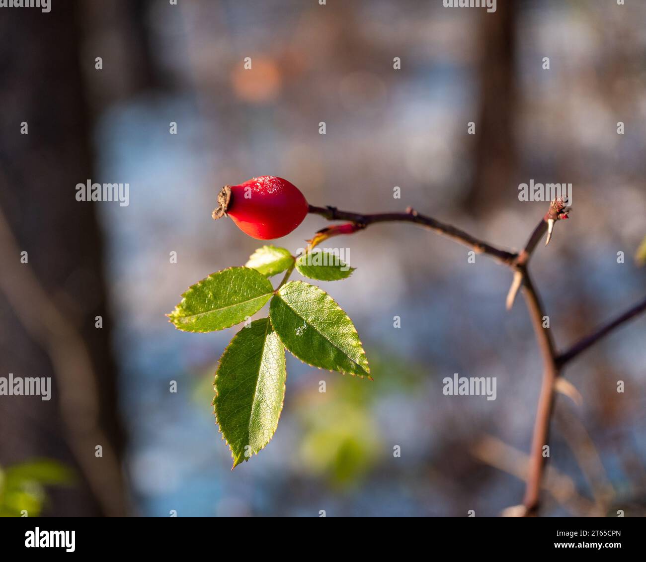 Owoc głogu z zielonym liściem, grudzień Stockfoto