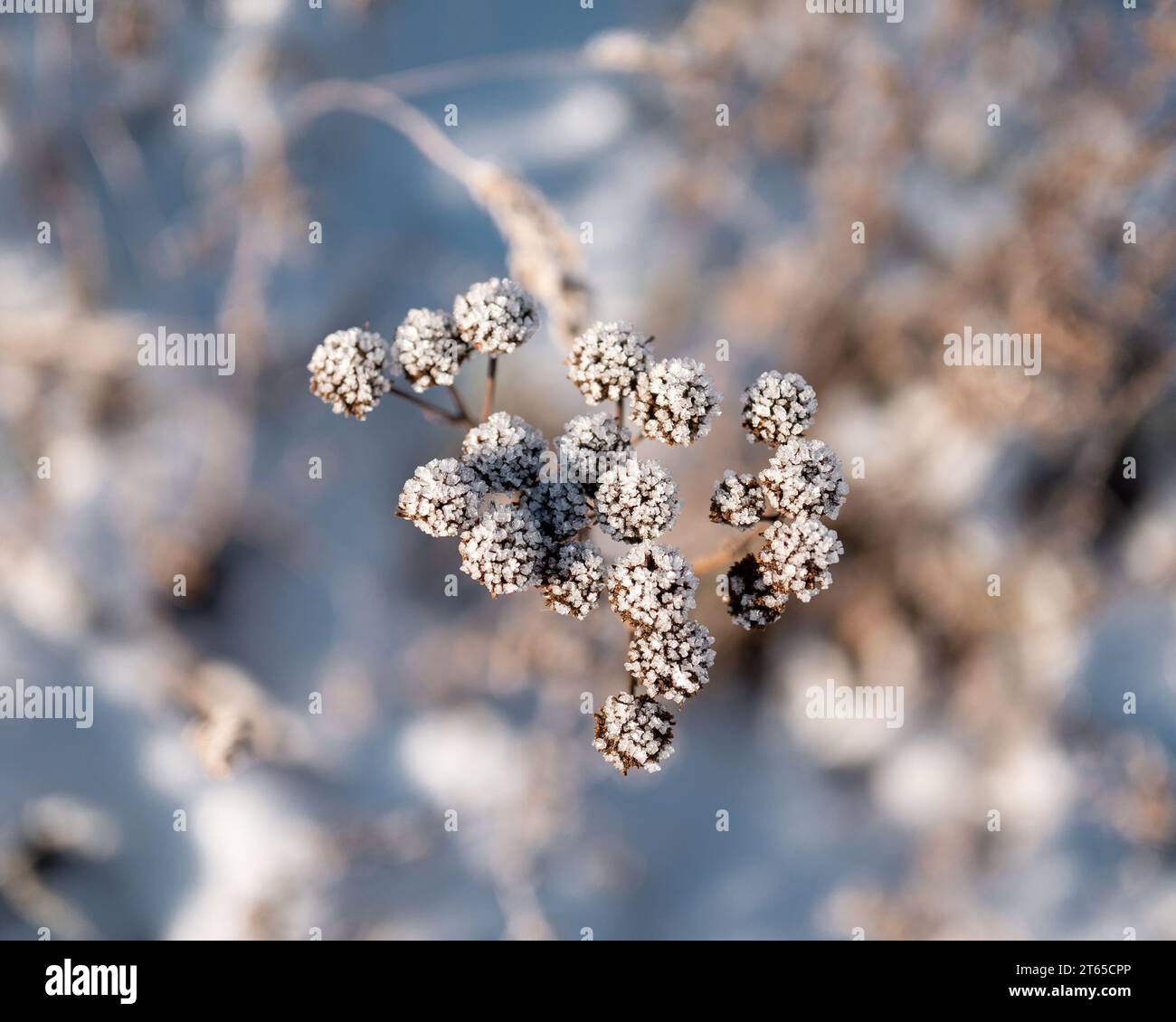 Suszone rośliny W zimowych klimatach Stockfoto
