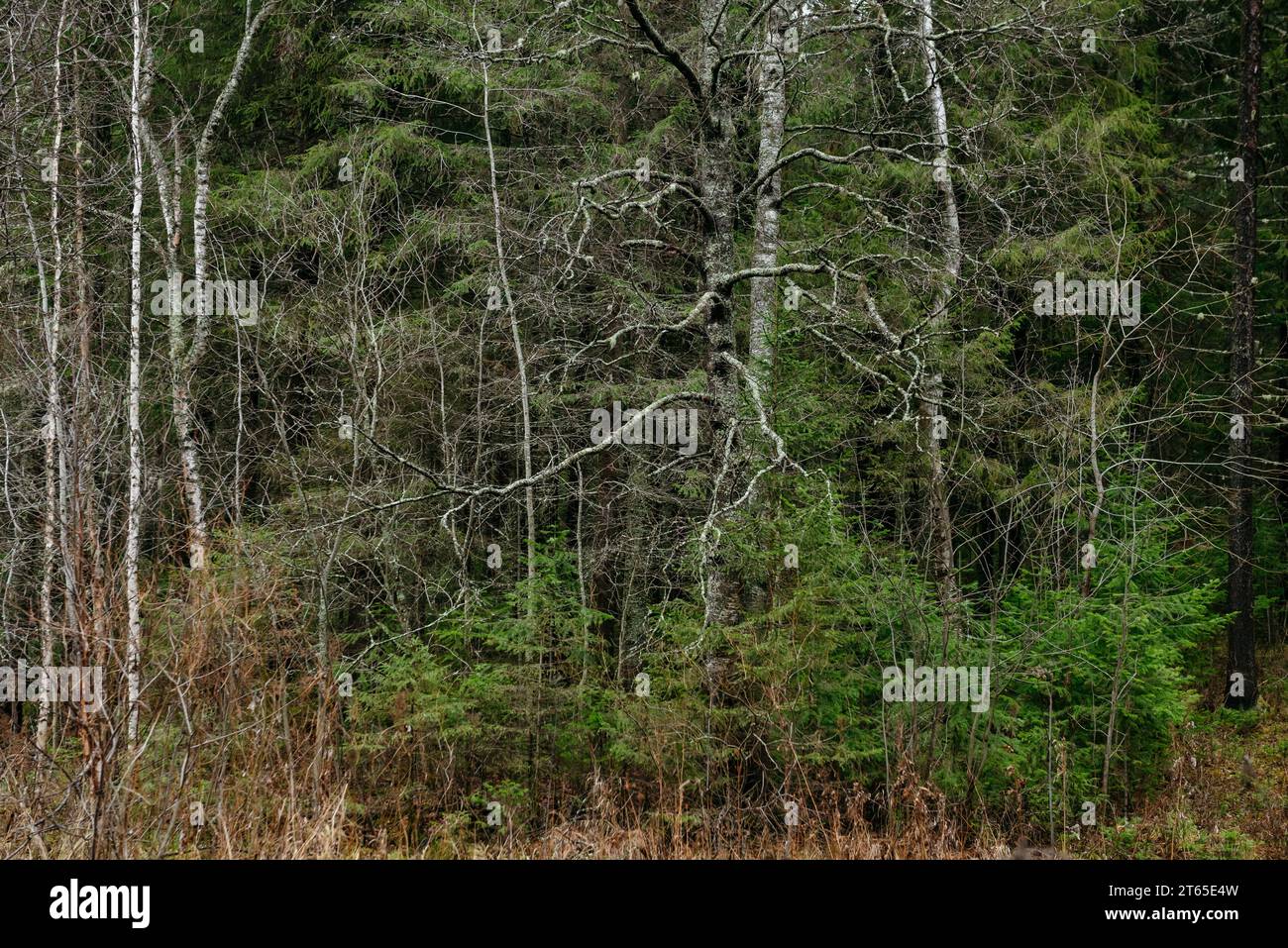 Spätherbst im nördlichen Wald. Malerische Landschaft. Stockfoto